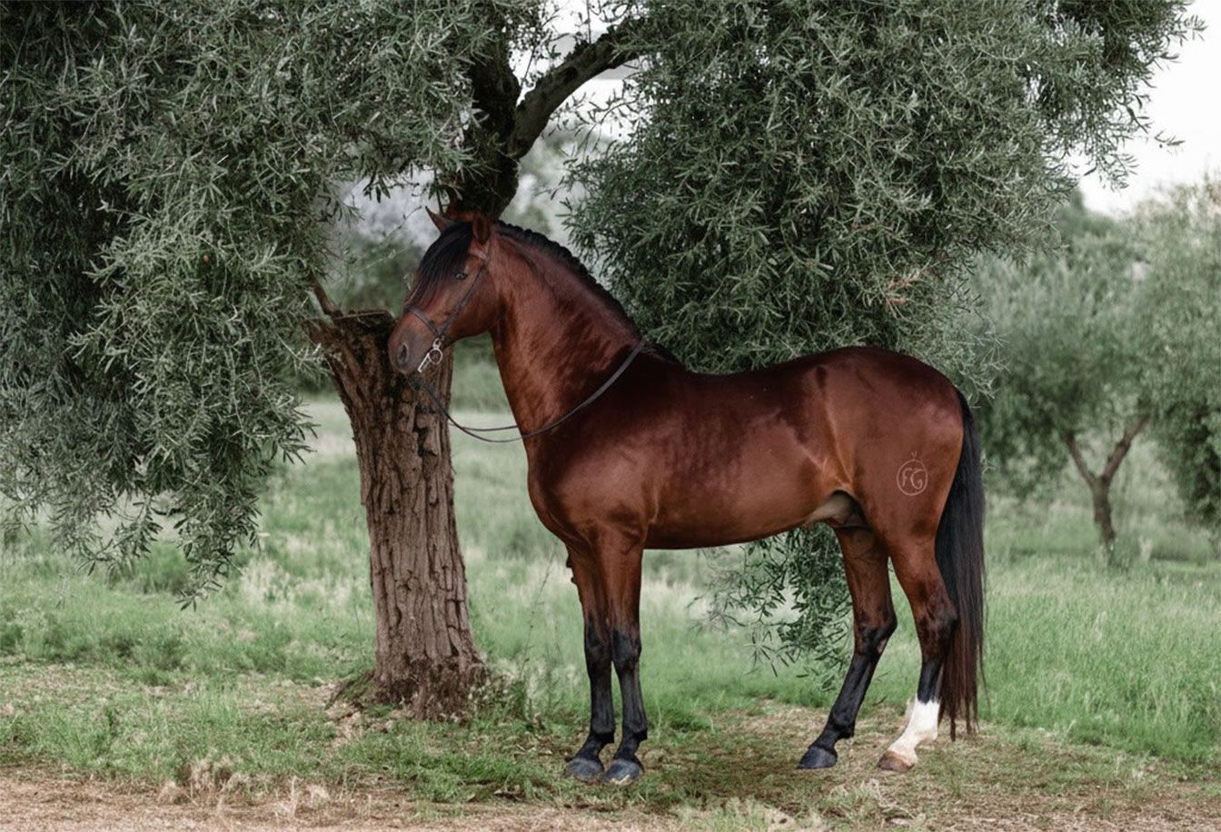 NICANORES-NUESTRO-OLIVAR Olivar de Nicanores en Extremadura